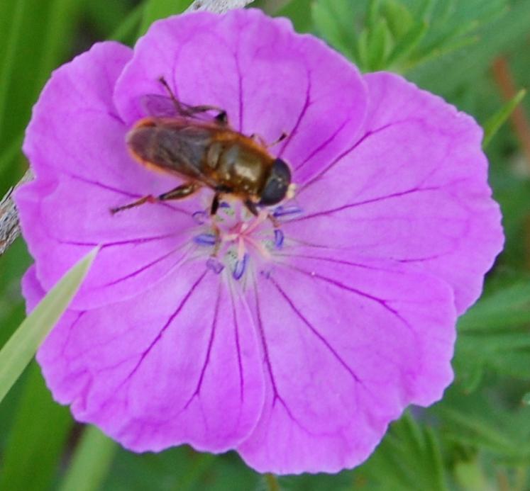 insetto rosso su geranium: Merodon sp. (Syrphidae)